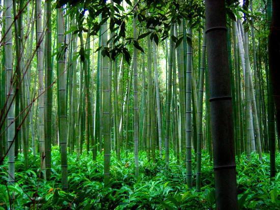 The Personification of a Bamboo Plant